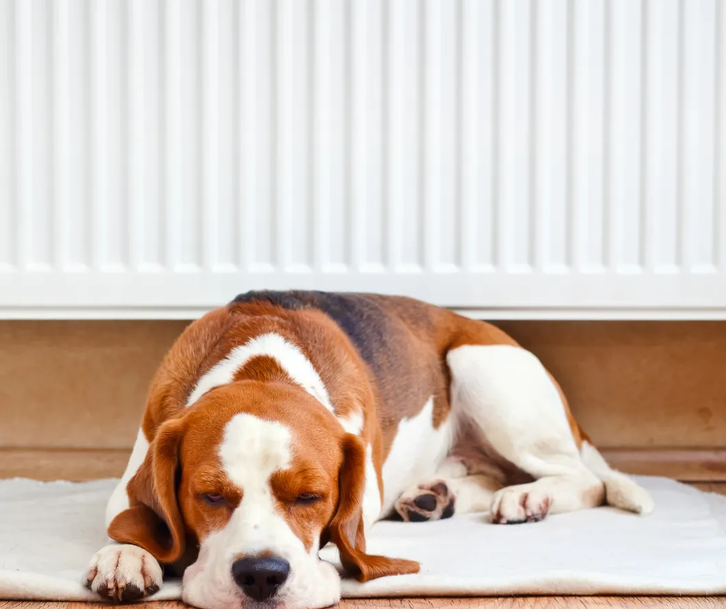 Beagle lying in front of a warm radiator